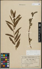 Foto von Salix purpurea L. x Salix viminalis L.